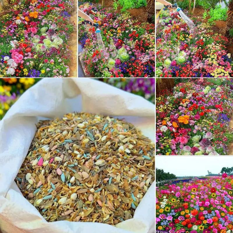 Flomartic:  Mixed Wildflower Seeds – Year-Round Garden Bliss