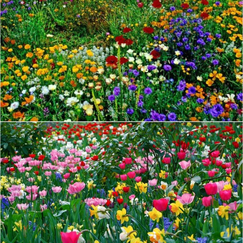 Flomartic:  Mixed Wildflower Seeds – Year-Round Garden Bliss