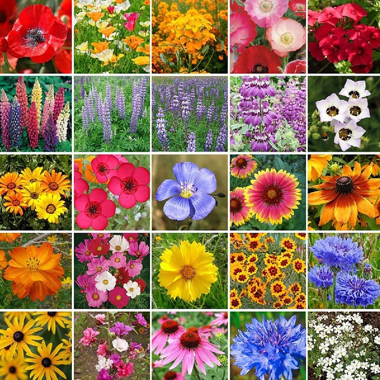 Flomartic:  Mixed Wildflower Seeds – Year-Round Garden Bliss