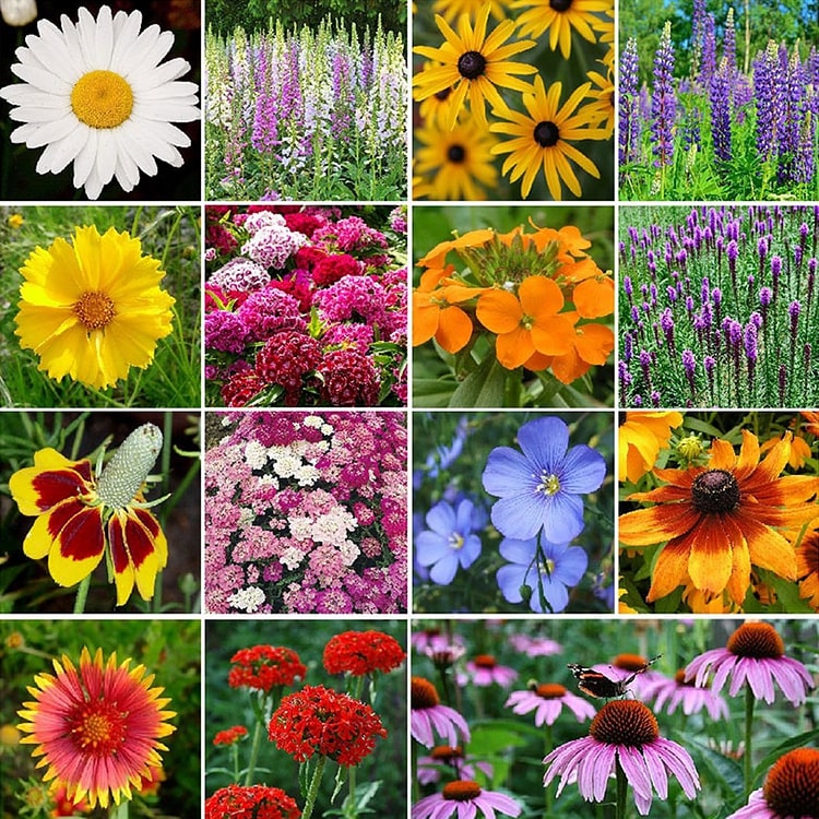 Flomartic:  Mixed Wildflower Seeds – Year-Round Garden Bliss